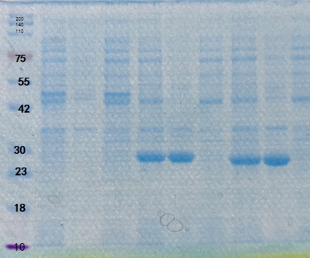 Smart-Blue Protein Dyeing Solution（免脱色蛋白快速染色液）