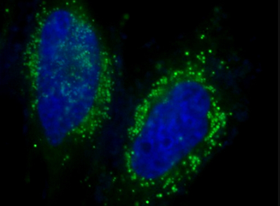 Hoechst33342染色液