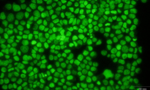 Green488死细胞核染料