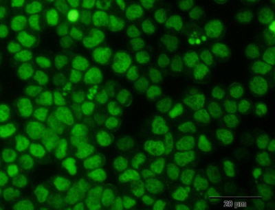 Green488活细胞核染料