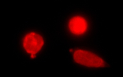 EthD-I-膜非透性细胞核染料