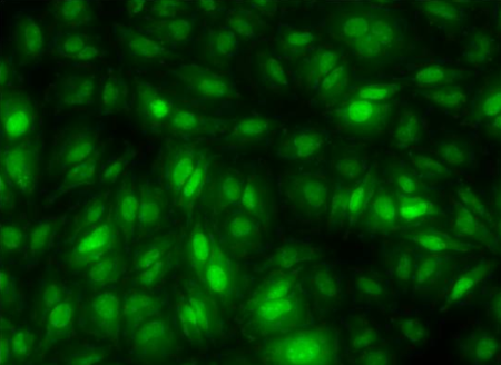 Acridine orange-吖啶橙