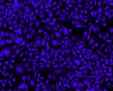 Calcein blue AM-钙黄绿素蓝乙酰甲酯