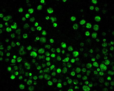 BCECF AM-pH荧光探针，细胞质