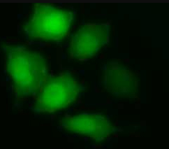 CFDA SE-细胞增殖示踪