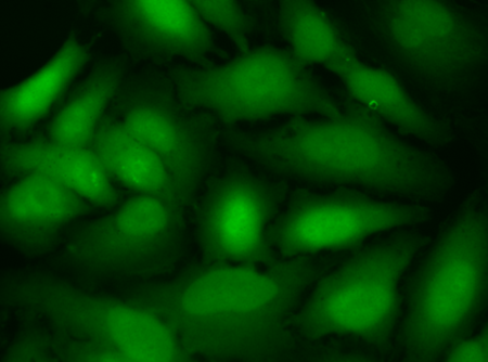 CDCFDA SE-活细胞荧光示踪