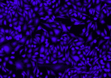 CellMaker Blue CMAC-细胞质示踪蓝色荧光