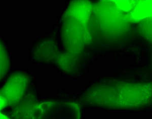 CellMaker Green CMFDA-细胞质示踪绿色荧光