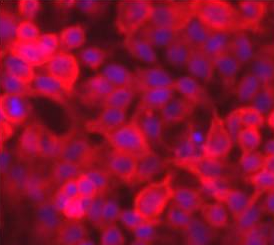 DiD perchlorate-细胞膜红色荧光