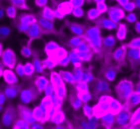 DiR iodide-细胞膜紫红色荧光