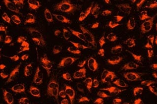 MitoMaker Orange CMTMRos-线粒体橙色荧光