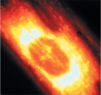 Rhodamine 123-罗丹明 123