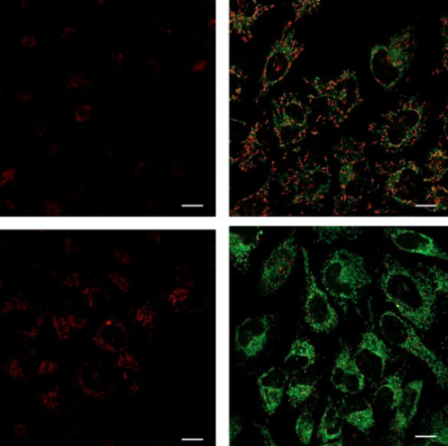 JC-1 Mitochondrial Potential Probe-线粒体荧光探针