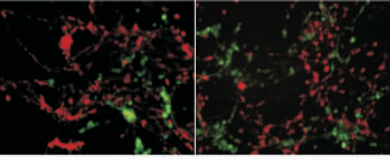 JC-1线粒体膜电位检测试剂盒