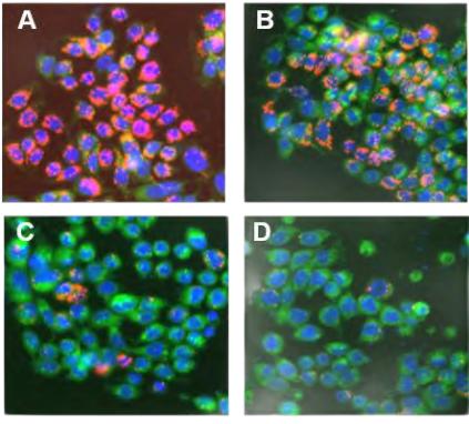 JC-10线粒体膜电位检测试剂盒