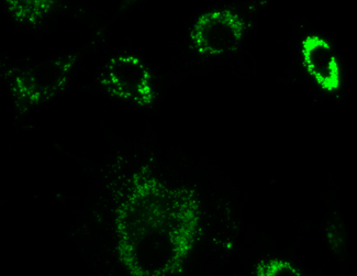 LysoView Green-溶酶体绿色荧光