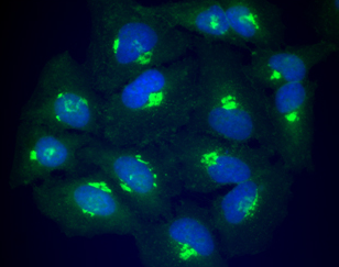 NBD C6-Ceramide-高尔基体荧光
