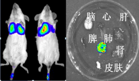 D-Luciferin, sodium salt（D-荧光素钠盐 ）