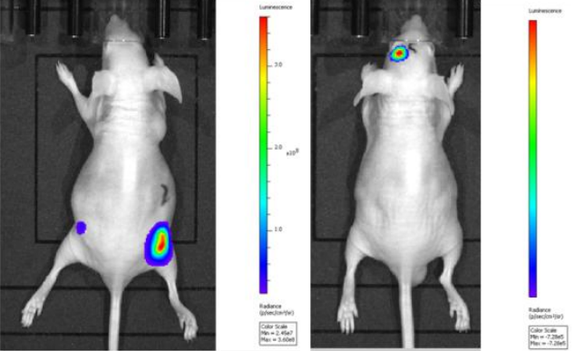 D-Luciferin, Potassium Salt（D-荧光素钾盐）