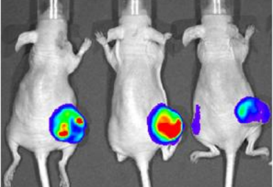 D-Luciferin, free acid（D-荧光素游离酸 ）