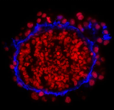 DRAQ7-远红外荧光活细胞 DNA 染料