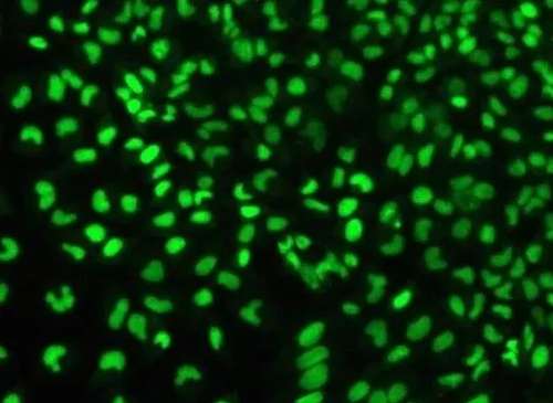 SYTO 9 Green Nucleic Acid Stain（SYTO9 绿色荧光核酸染色液）
