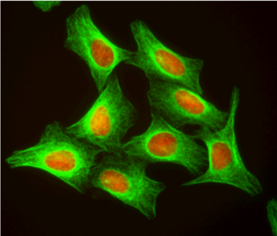 DRAQ5-远红外荧光活细胞 DNA 染料