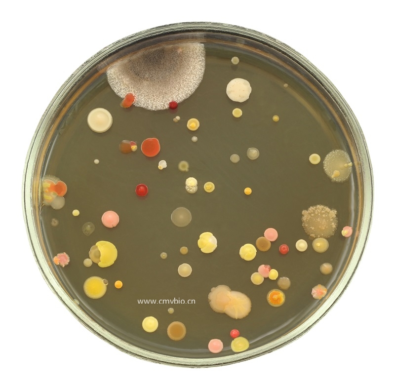 Room Microbial inhibitor（细胞房抑菌喷剂）