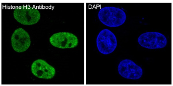 Anti-Histone H3 antibody