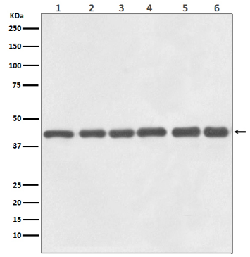 HRP Anti-beta Actin antibody