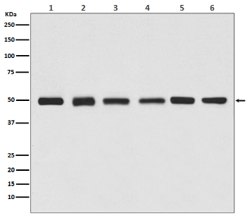 HRP Anti-beta Tubulin antibody