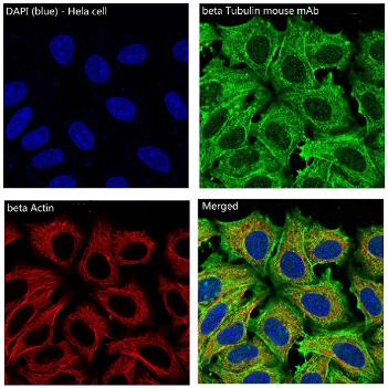 Anti-beta Actin antibody