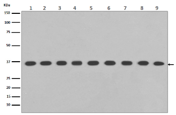 HRP Anti-GAPDH antibody