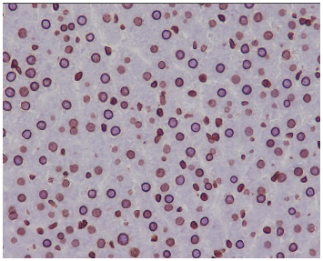 Anti-Lamin B1 antibody
