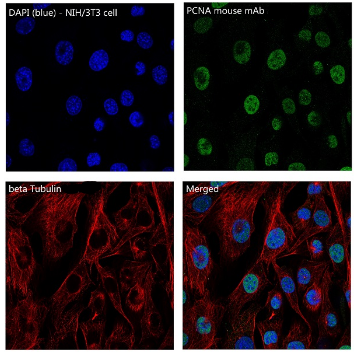 Anti-beta Tubulin antibody