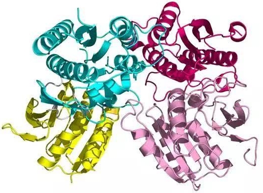 IL-2白介素-2Interleukin 2