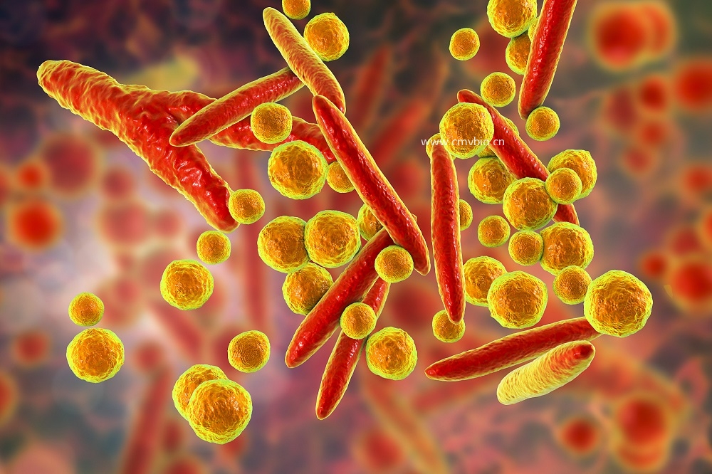 M.hyorhinis Cleaner（猪鼻支原体清除剂）